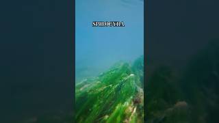 Spirogyra in underwater algae underwater shorts [upl. by Acirrehs]