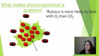 Photorespiration [upl. by Aixela]