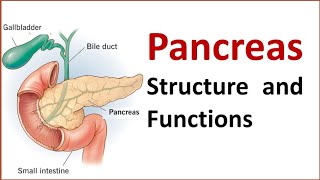 Structure and Function of Pancreas  Pancreas  Anatomy of Pancreas [upl. by Dnalro]