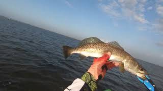 Speckled Trout amp Redfish kayak fishing [upl. by Atinuahs]