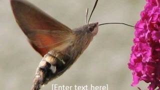 Hummingbird Hawk Moth [upl. by Gunthar]