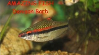 Denison Barb Amazing Fish [upl. by Shuler]