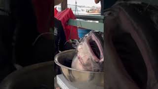 Massive catfish caught this morning in a Southern California lake See two anglers try to lift it￼ [upl. by Ludlew]