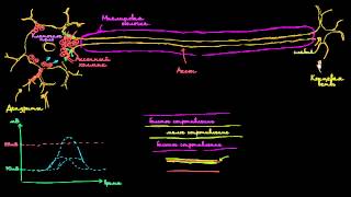 Скачкообразная проводимость в нейронах [upl. by Cornwall367]