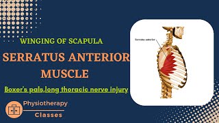 Serratus anterior muscle  boxers palsy winging of scapula anatomyactionnerve supplyclinical [upl. by Aksel]