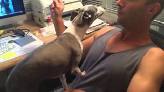 Italian greyhounds barking [upl. by Zeph607]