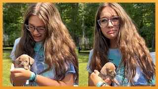 New Puppy Surprise Compilation 2023  Wholesome Surprise Moments [upl. by Lamej498]