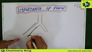 Mycorrhizae symbiosis  importance of fungi  Class 11 biology  lec 28  Chemistry Ring [upl. by Song401]