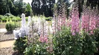 Delphinium Trial  RHS Wisley Garden 2013 [upl. by Ardnuahsal468]