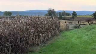 Walking in the Cornfield at Antietam at sunrise October 2024 [upl. by Dorca]