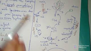 cycle de développement de angiospermes [upl. by Eolanda]