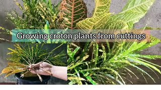 How to grow croton plants from cuttings water propagation [upl. by Corel94]