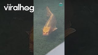 Reallife Catfish  ViralHog [upl. by Salis590]