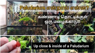 What is PaludariumLets look up inside a giant paludarium paludarium tamilgardening [upl. by Euqinwahs]