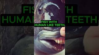 Fish With Human Like Teeth [upl. by Newbold419]