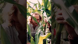 The story behind this beloved photo of CSHL’s Rob Martienssen and Barbara McClintock 📸 🌽 [upl. by Querida]