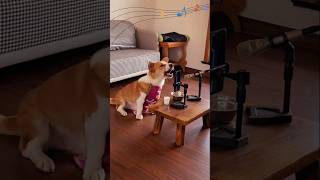 A cat singer is try to sing a mesmerizing music foryou entertainment catmusic cat shortsfeed [upl. by Erdah]