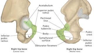 Pubis Bone by Mohammad Yasir [upl. by Repard]