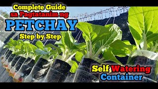 Paano Magtanim ng Petchay sa Self Watering Container [upl. by Asiluy]