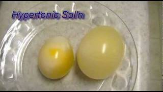 Egg Osmosis Hypertonic vs Hypotonic Solution [upl. by Ihn]