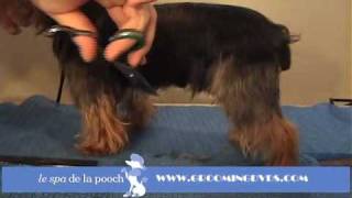 How To Groom A YorkieTrim The Yorkshire Terrier Traditional CutGrooming With Andis Clippers [upl. by Eylloh]