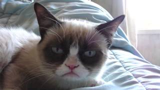 Sleepy Grumpy Cat [upl. by Franky]