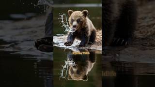 A bear cub gazes at its reflection innocence mirrored in nature [upl. by Darum]