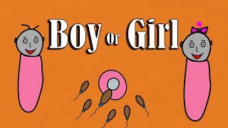 What decides the gender of a baby [upl. by Welford]