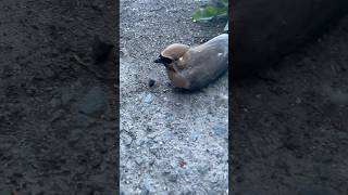 Cedar waxwing chilling nature outdoors wildlife waxwing bird birdlovers wildbirds wildpets [upl. by Ahtamas]