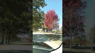 BEST TREE COLOR SHOW CLINTON MO  OCT 20 2024  PEAK TIME DELAYED  6821  ENGLEWOOD CEMETERY [upl. by Giffer472]