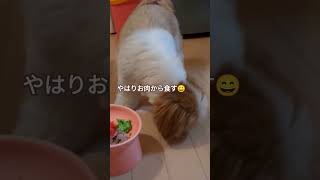 人ははらこ飯、犬は牛肉のSpecial Dinner✨ シーズー shihtzu 宮城名物 [upl. by Anerev]