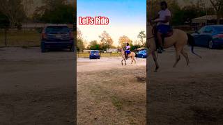 Horses Out at Big Tyme Stables bigtymestables texas horseriding rackinghorse [upl. by Heinrike]