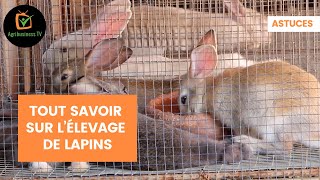 Astuces  Tout savoir sur l’élevage de lapins [upl. by Adnek838]