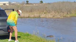 Two tourists getting too close to OneEye the alligator at Brazoria National Wildlife Refuge [upl. by Eisor]