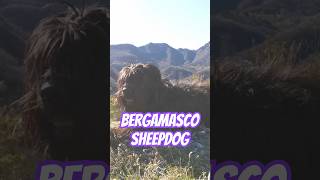 Bergamasco Sheepdog Ancient Herding Dog [upl. by Keiko]