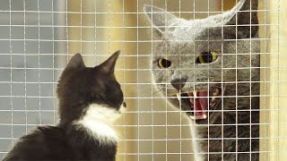 Angry Cat Hissing at new KittenㅣDino cat [upl. by Elaval588]