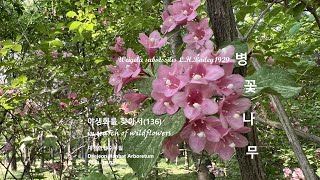 병꽃나무 Weigela subsessilis 야생화를 찾아서136 in search of wildflowers 한밭수목원 Hanbat Arboretum [upl. by Nilkoorb251]