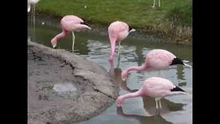 Andean flamingos filter feeding [upl. by Meesan]