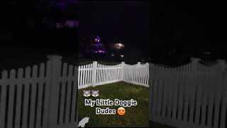 Doggie Dudes 🐺  Bella amp Kyra pets dogs husky australianshepherd subscribe share puppy love [upl. by Einna]