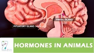 HORMONES IN ANIMALS [upl. by Leanor]