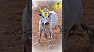 Jallikattu whatsapp status 🤍👀 video 🌍🦋tamil 👑🫂❤️‍🩹✨ [upl. by Nowd]