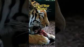 Beautiful Bengal Tiger Huntingshorts shortsfeed trending viralvideo tiger [upl. by Corliss27]