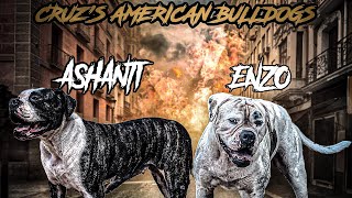 100 Johnson American Bulldog breeding update 2 ASHANTI [upl. by Eldrida]