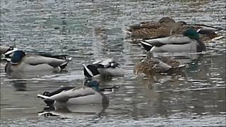 Birds at Rotary Park Pond on October 28 [upl. by Hammad]