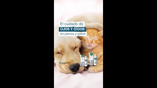 Aprende aquí acerca del cuidado de ojos y oídos en perros y gatos [upl. by Goda]