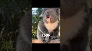 The Stunning Sound Of Koala  A Very Loud Song 😨 [upl. by Ahsata]