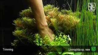 Limnophila hippuridoides [upl. by Keryt]