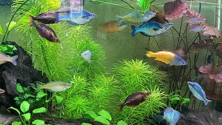 The Rare amp Beautiful Rainbow Fish of Bentley Pascoes Aquarium Display Gallery Tanks Incredible Love [upl. by Anilam]