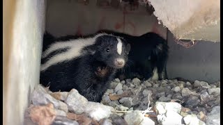 Skunk Gets VERY Close to Spraying  Up Close Footage [upl. by Etteraj822]