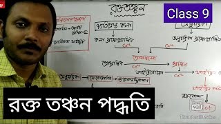 Blood Coagulation or Blood Clotting Class 9  রক্ত তঞ্চন পদ্ধতি [upl. by Merp]